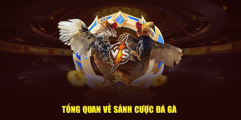 Trải nghiệm cá cược đá gà siêu mãn nhãn